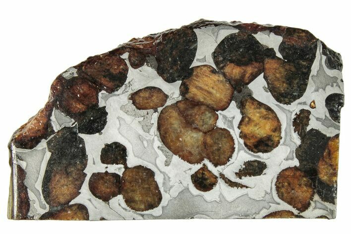 Polished Sericho Pallasite Meteorite ( g) Slice - Kenya #294876